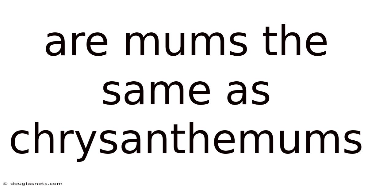 Are Mums The Same As Chrysanthemums