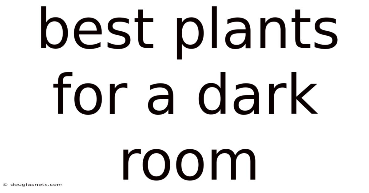 Best Plants For A Dark Room