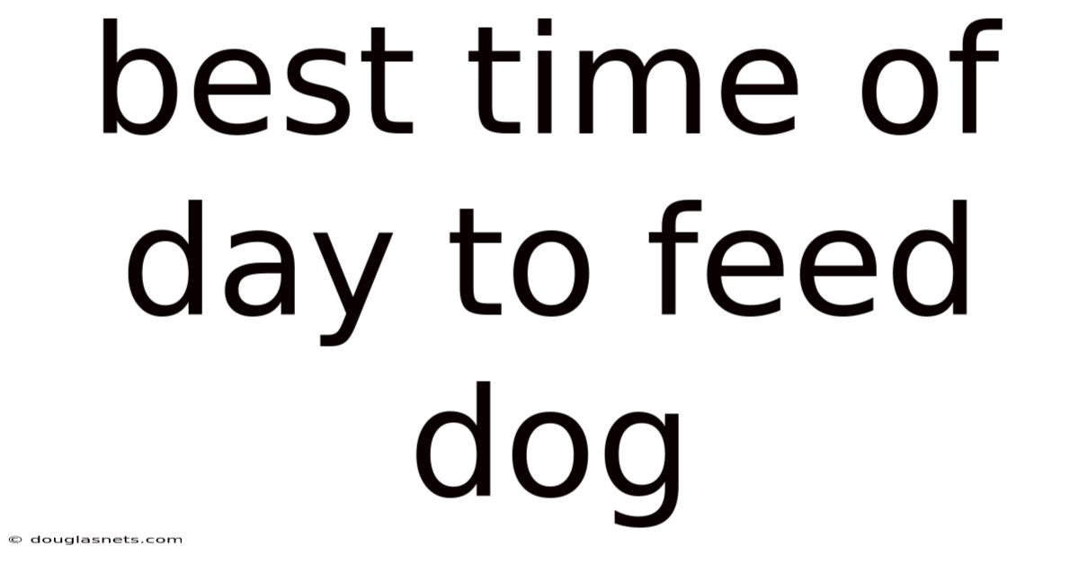 Best Time Of Day To Feed Dog