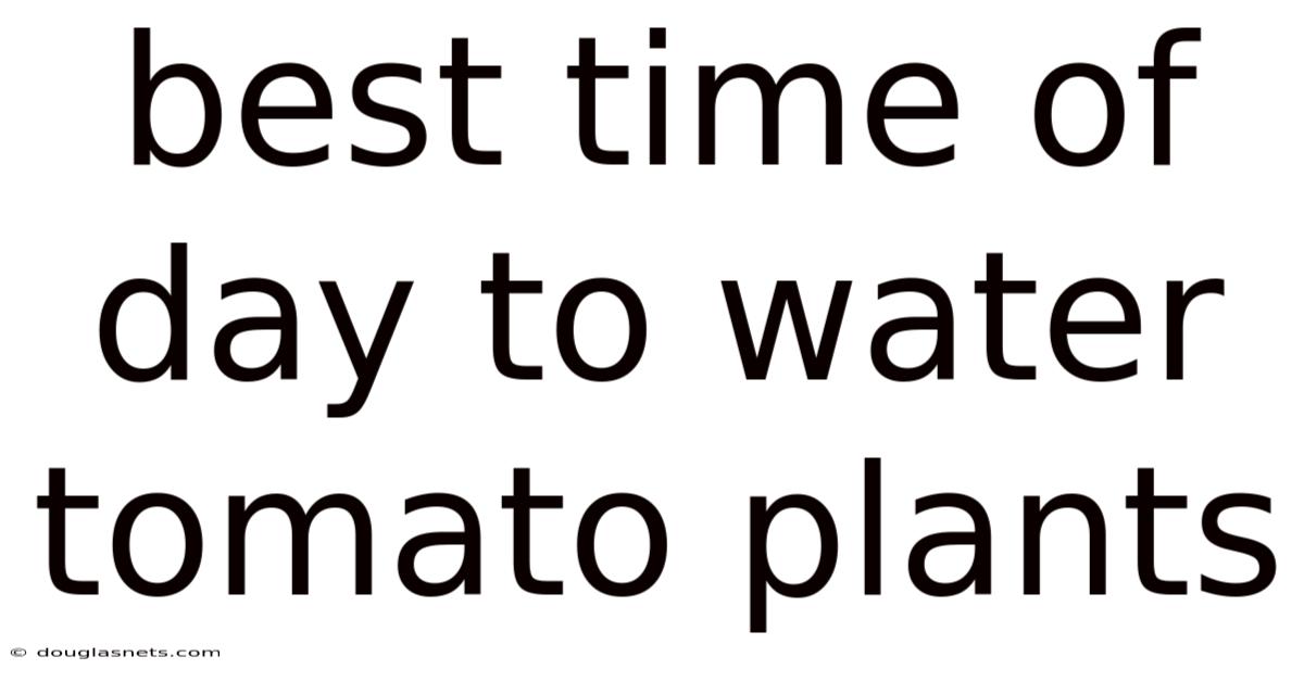 Best Time Of Day To Water Tomato Plants