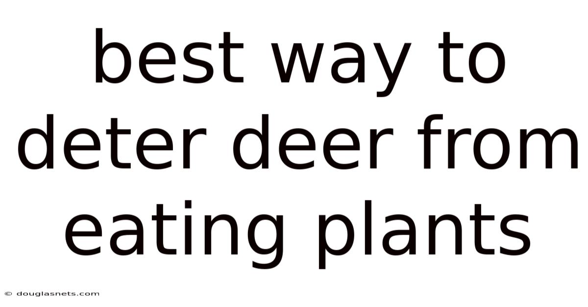 Best Way To Deter Deer From Eating Plants