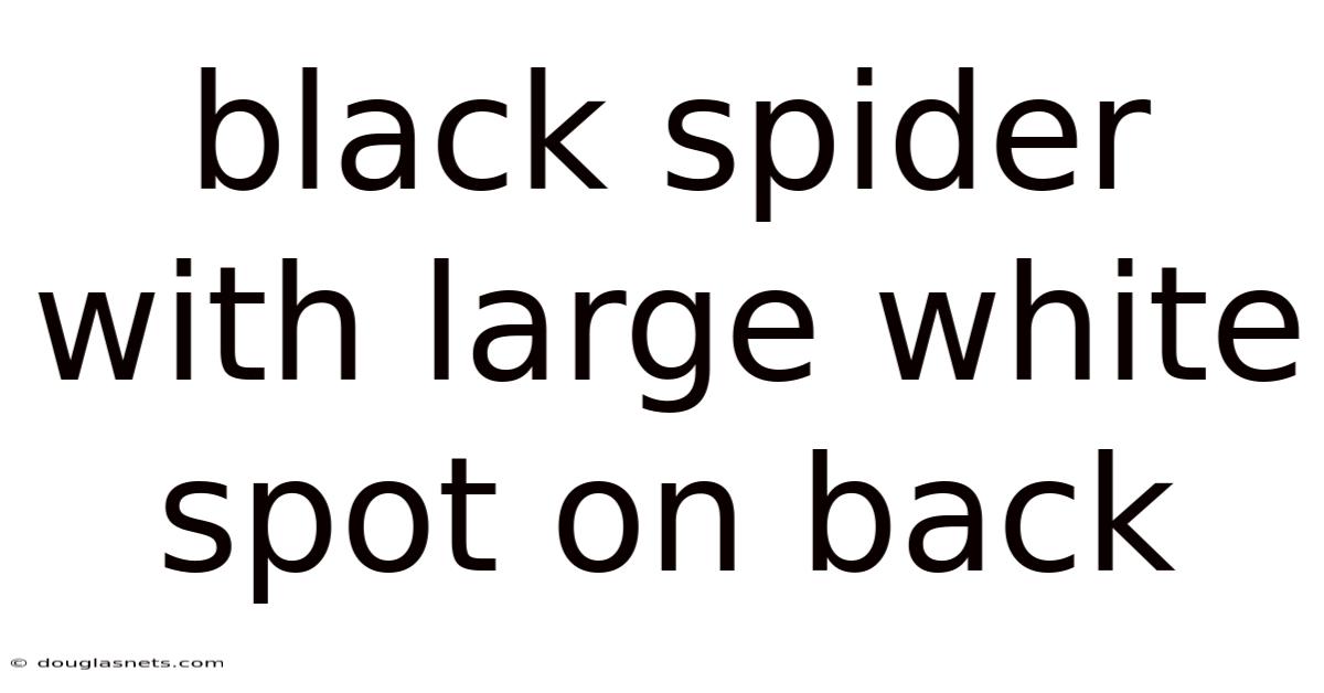Black Spider With Large White Spot On Back