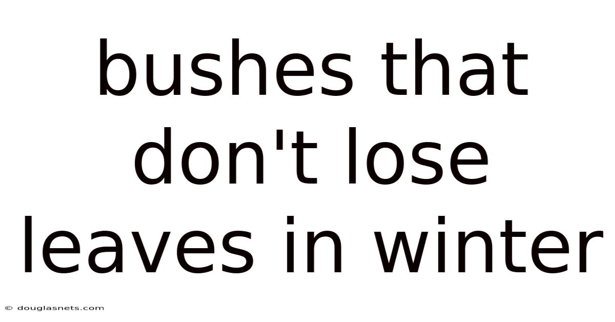 Bushes That Don't Lose Leaves In Winter