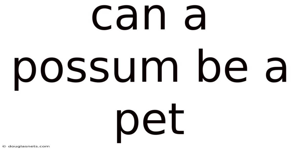 Can A Possum Be A Pet