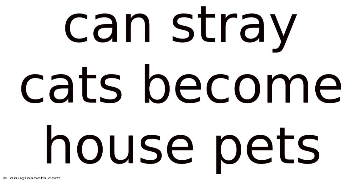 Can Stray Cats Become House Pets