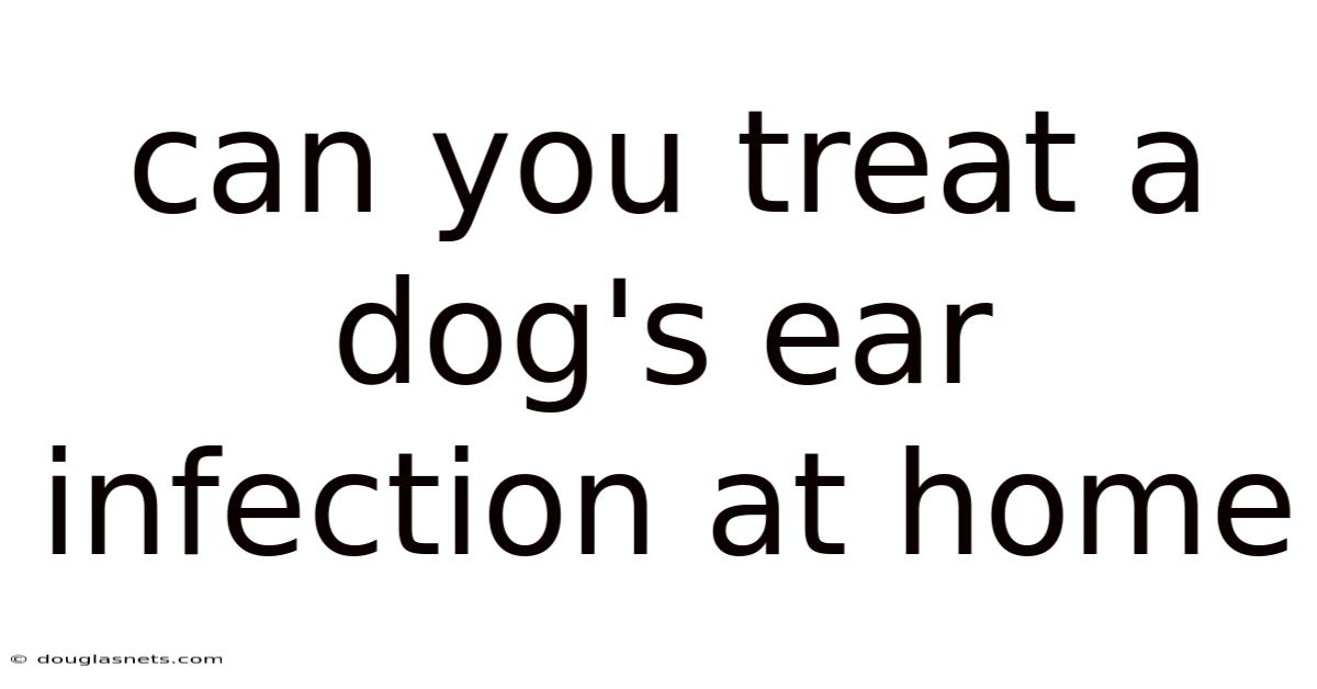 Can You Treat A Dog's Ear Infection At Home