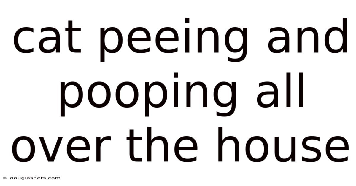 Cat Peeing And Pooping All Over The House