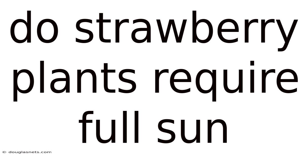 Do Strawberry Plants Require Full Sun