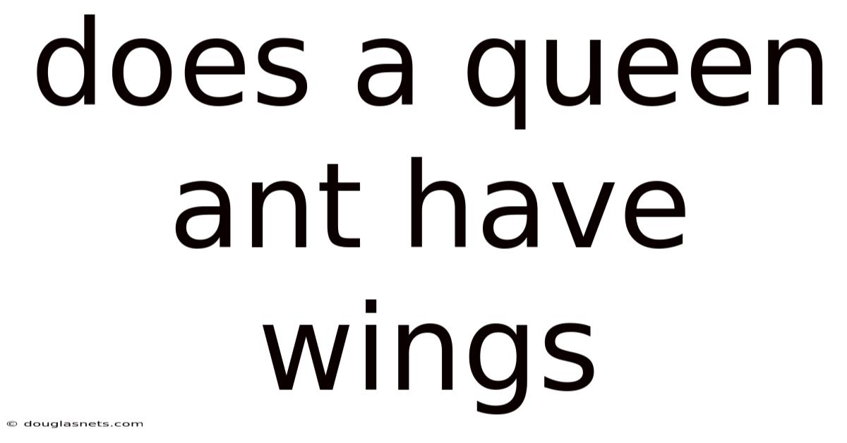 Does A Queen Ant Have Wings