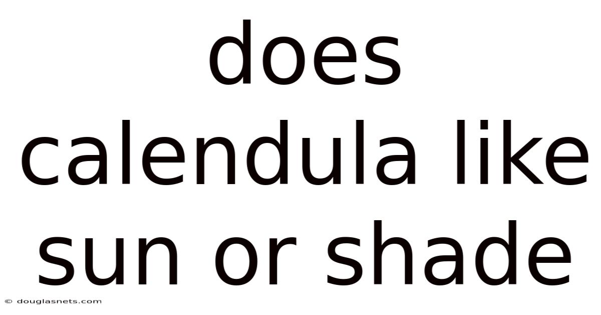 Does Calendula Like Sun Or Shade