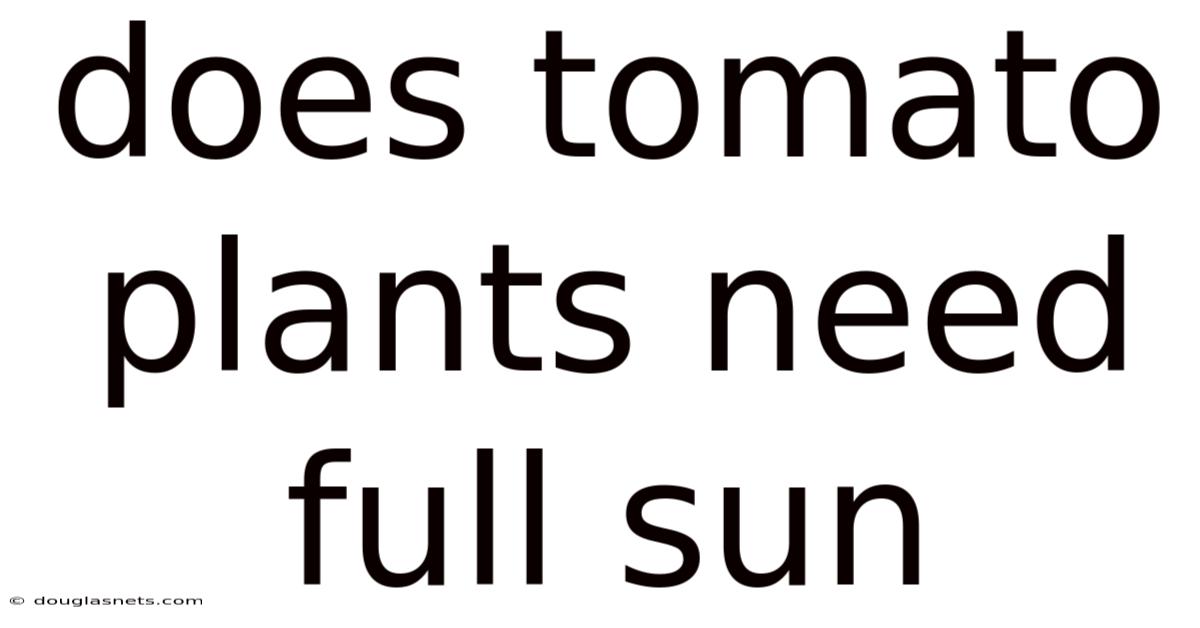 Does Tomato Plants Need Full Sun