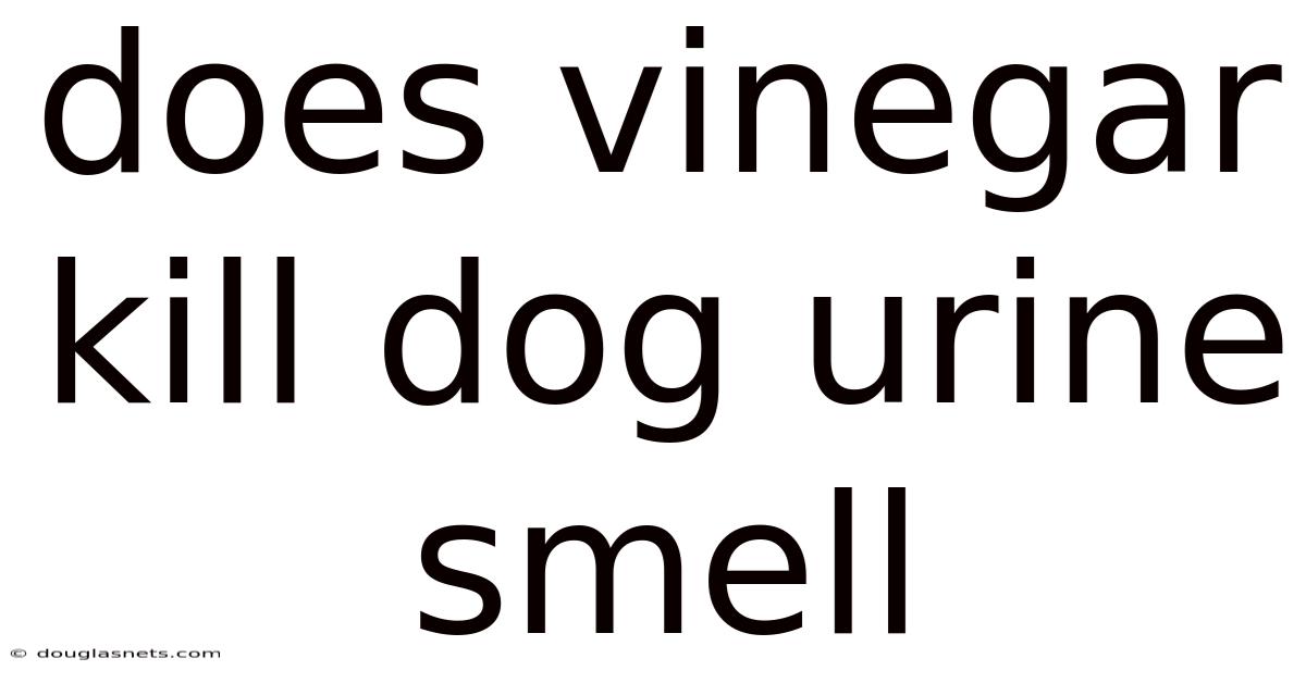Does Vinegar Kill Dog Urine Smell
