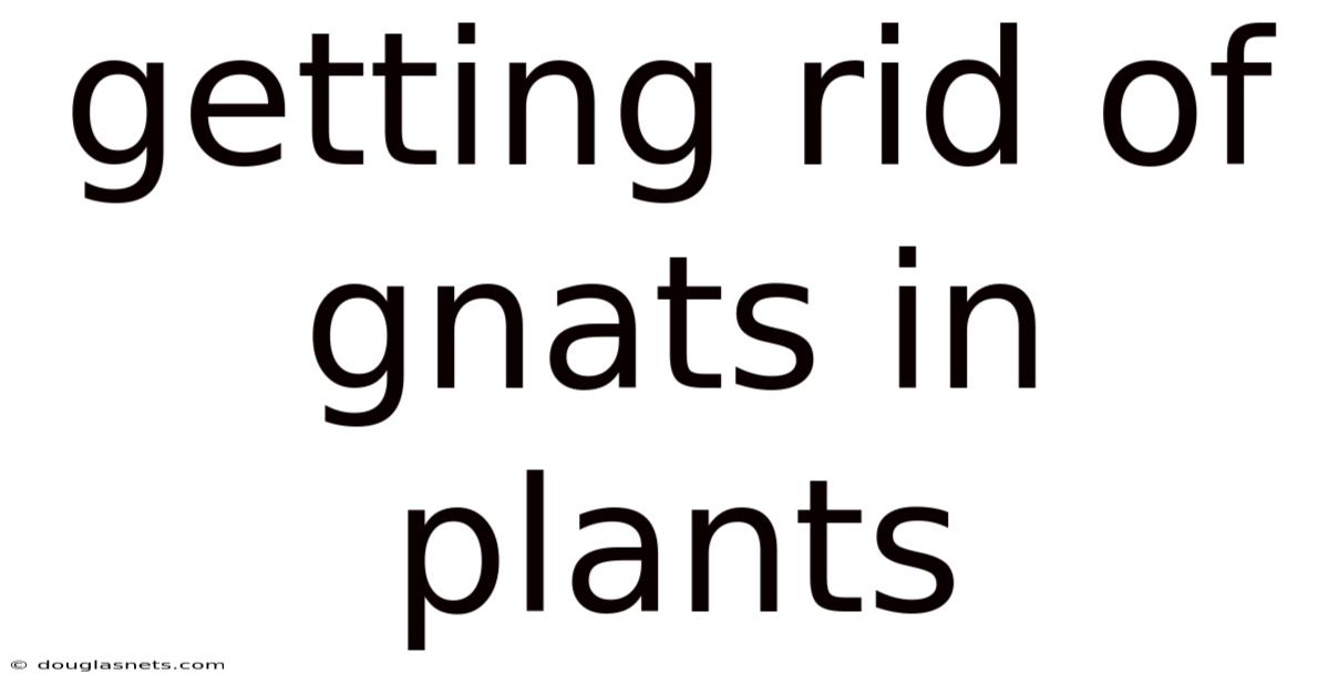 Getting Rid Of Gnats In Plants