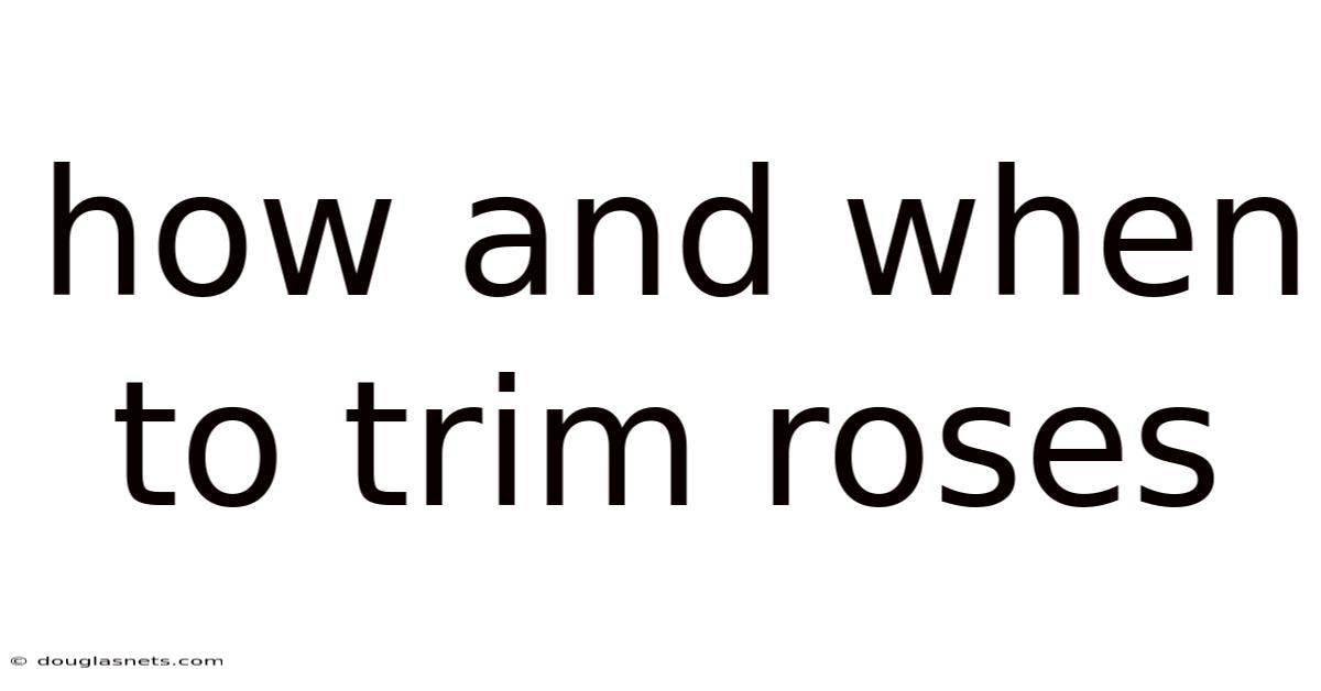 How And When To Trim Roses