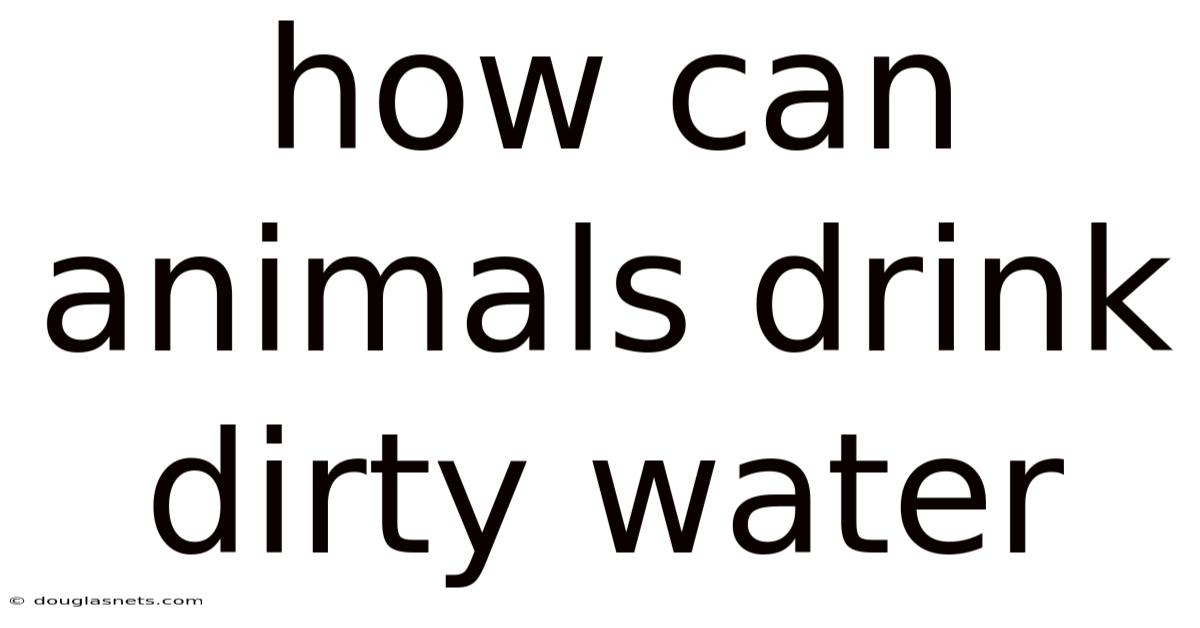 How Can Animals Drink Dirty Water