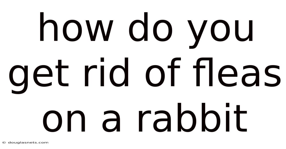 How Do You Get Rid Of Fleas On A Rabbit