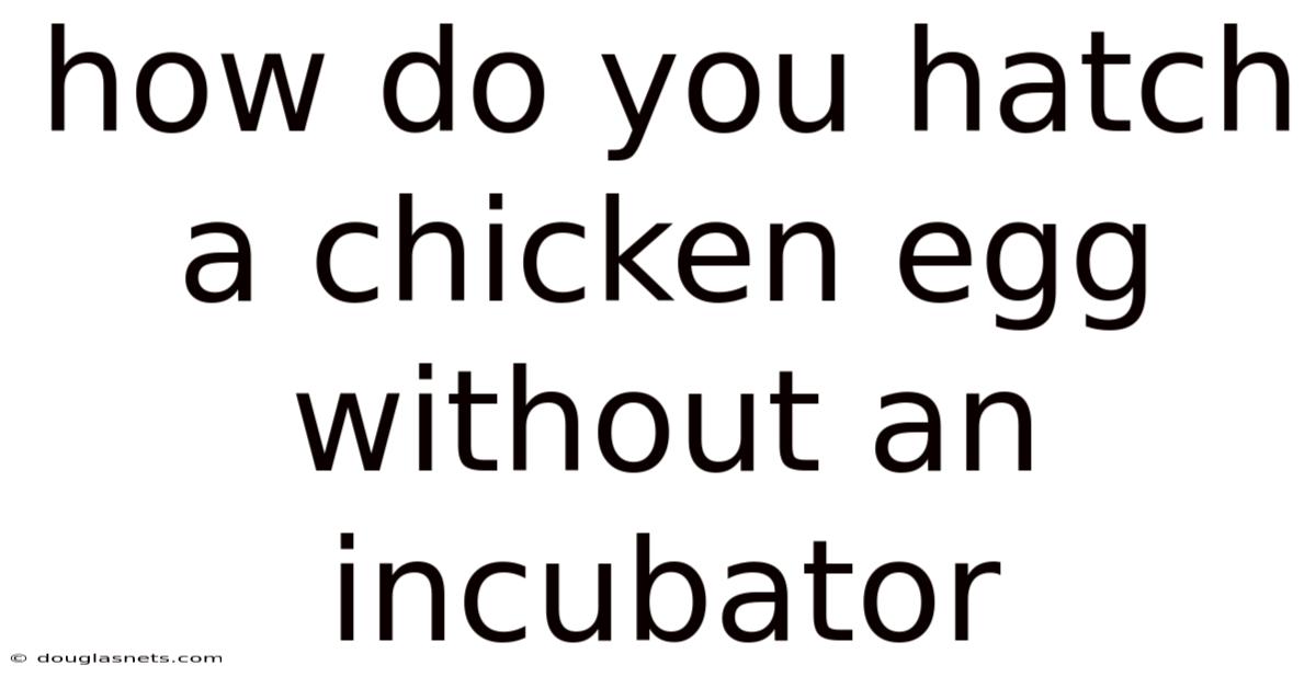 How Do You Hatch A Chicken Egg Without An Incubator