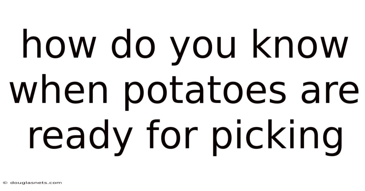How Do You Know When Potatoes Are Ready For Picking