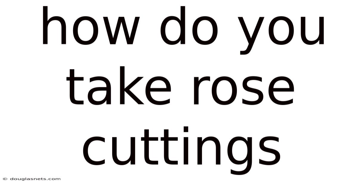 How Do You Take Rose Cuttings