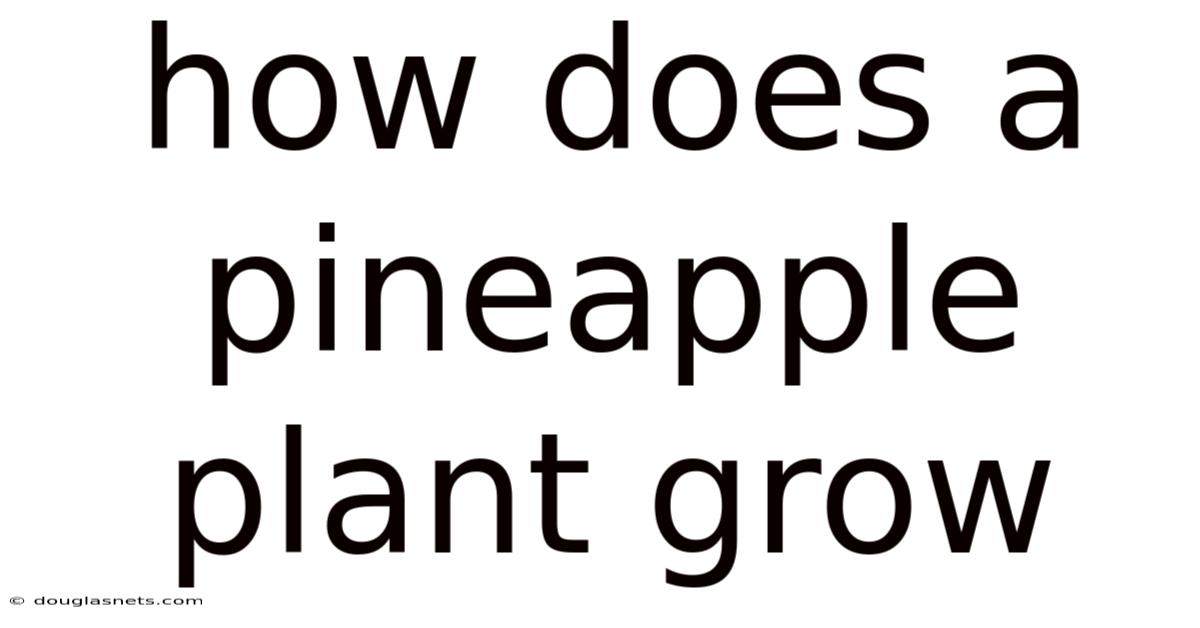 How Does A Pineapple Plant Grow
