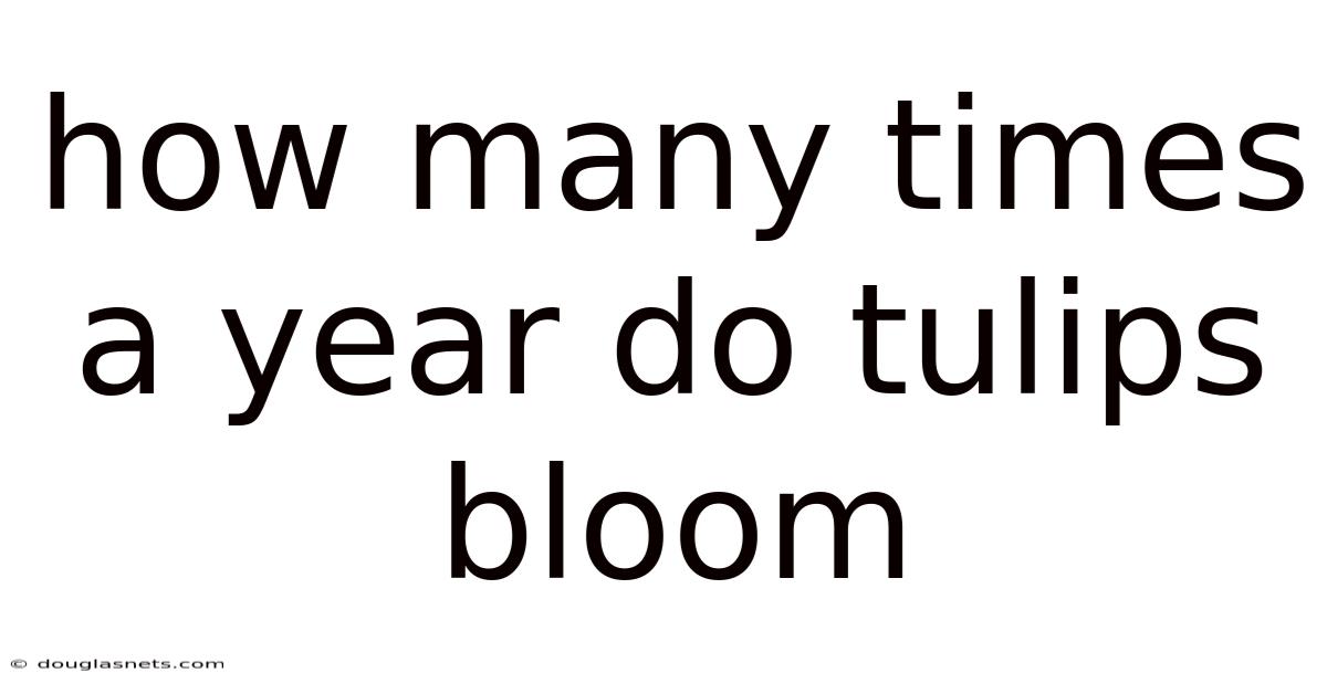 How Many Times A Year Do Tulips Bloom