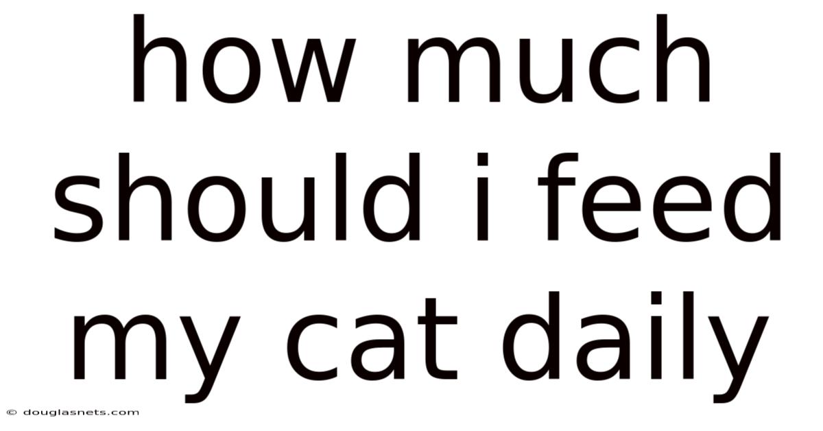 How Much Should I Feed My Cat Daily