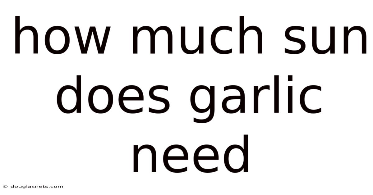 How Much Sun Does Garlic Need
