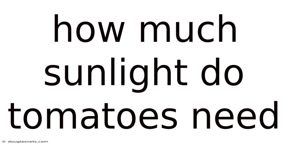 How Much Sunlight Do Tomatoes Need