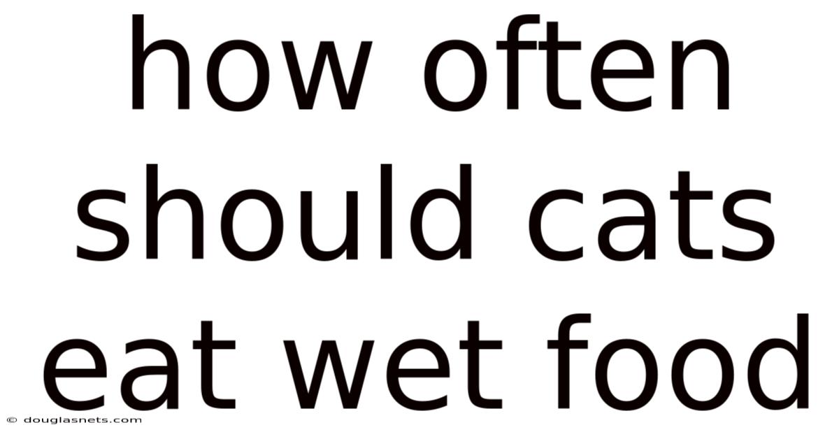How Often Should Cats Eat Wet Food