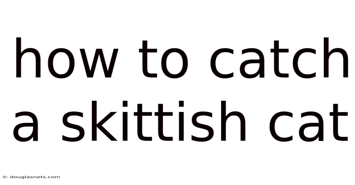 How To Catch A Skittish Cat