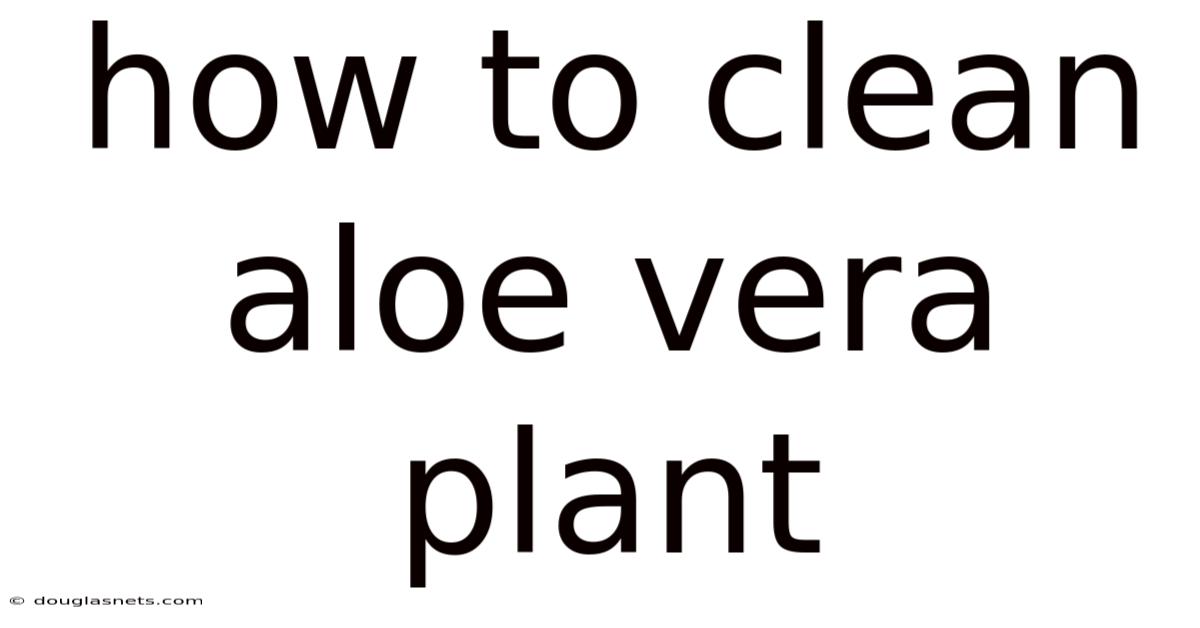 How To Clean Aloe Vera Plant
