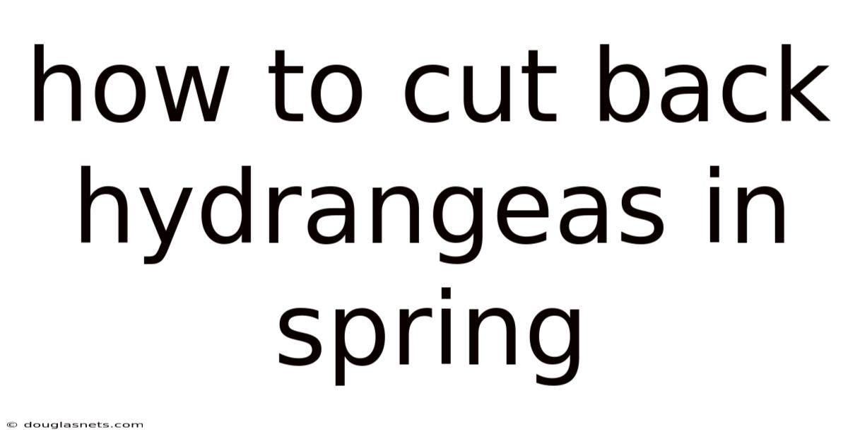 How To Cut Back Hydrangeas In Spring