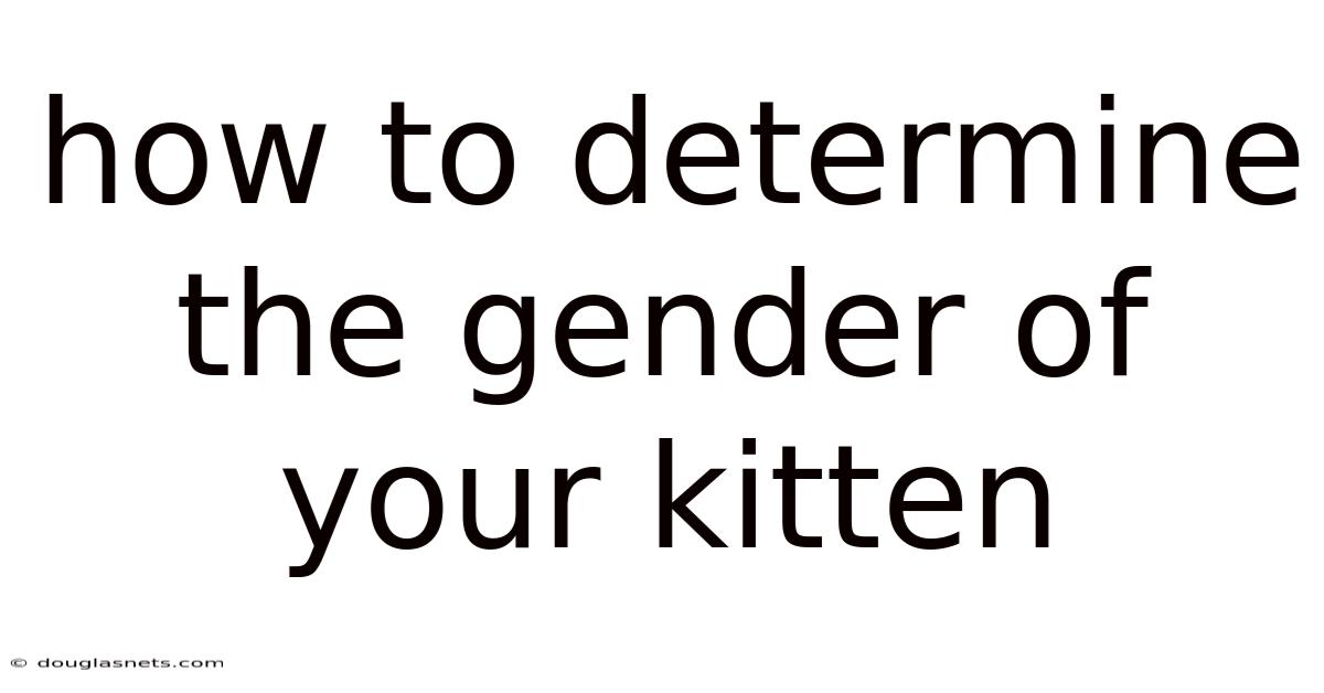 How To Determine The Gender Of Your Kitten
