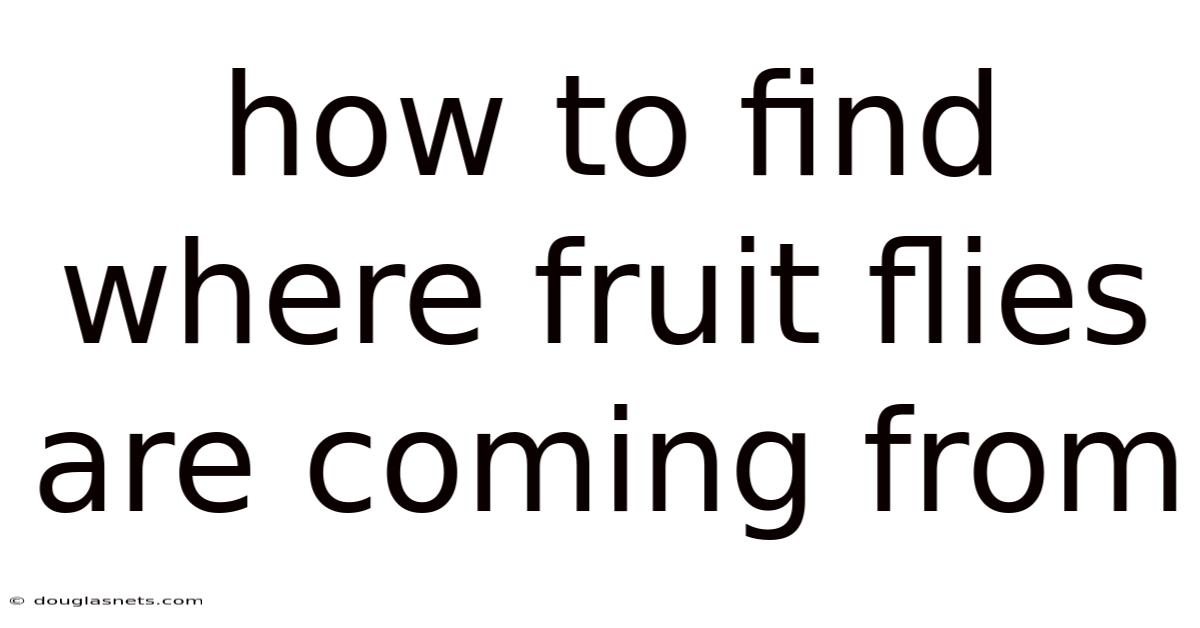 How To Find Where Fruit Flies Are Coming From