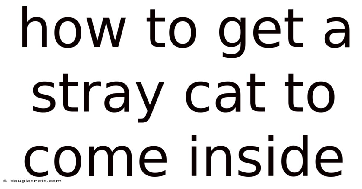 How To Get A Stray Cat To Come Inside