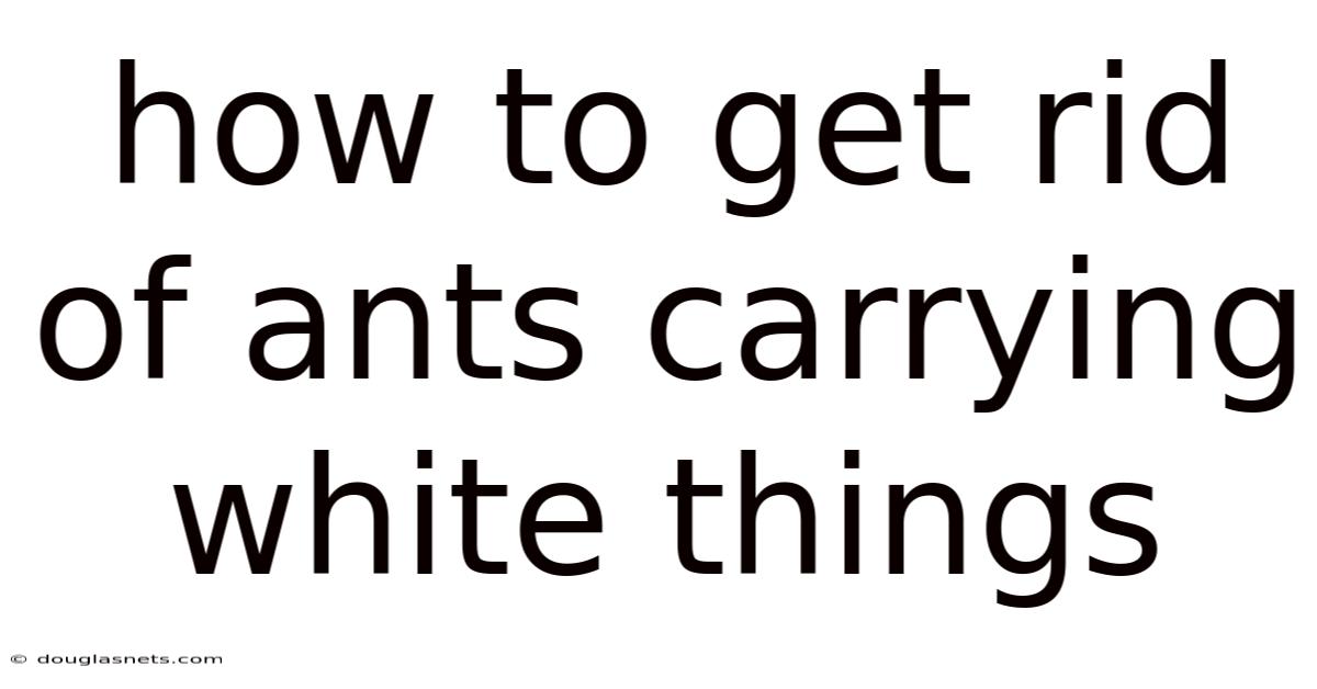 How To Get Rid Of Ants Carrying White Things