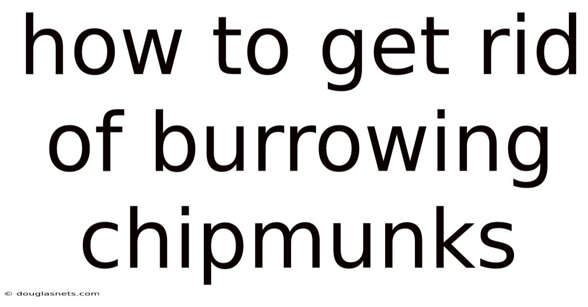 How To Get Rid Of Burrowing Chipmunks