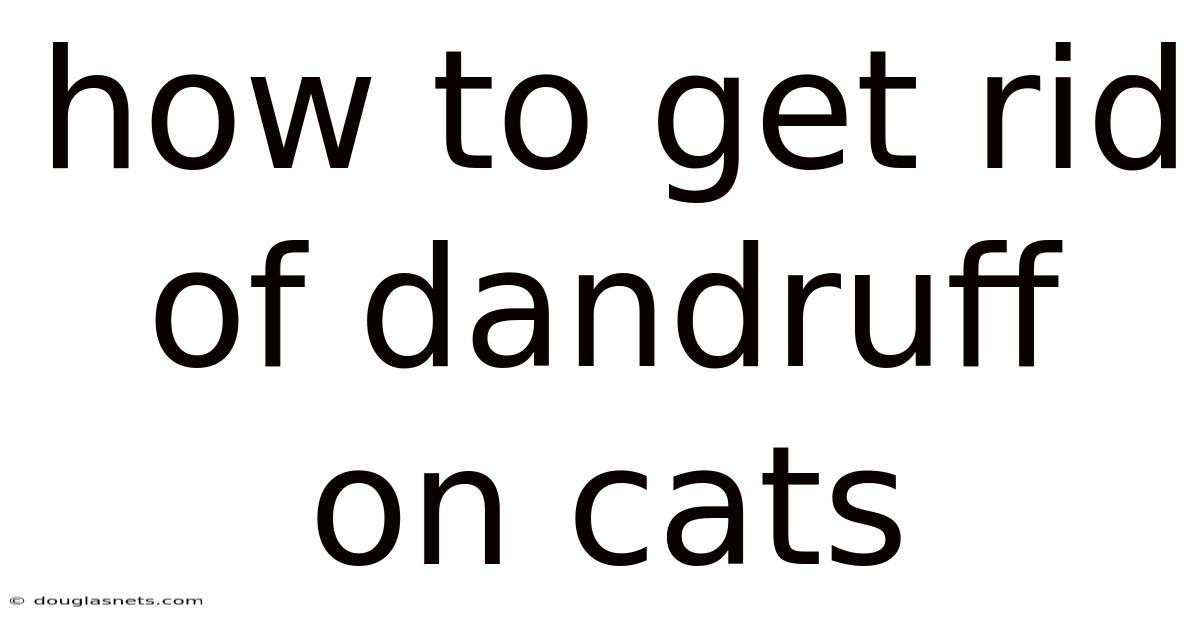 How To Get Rid Of Dandruff On Cats