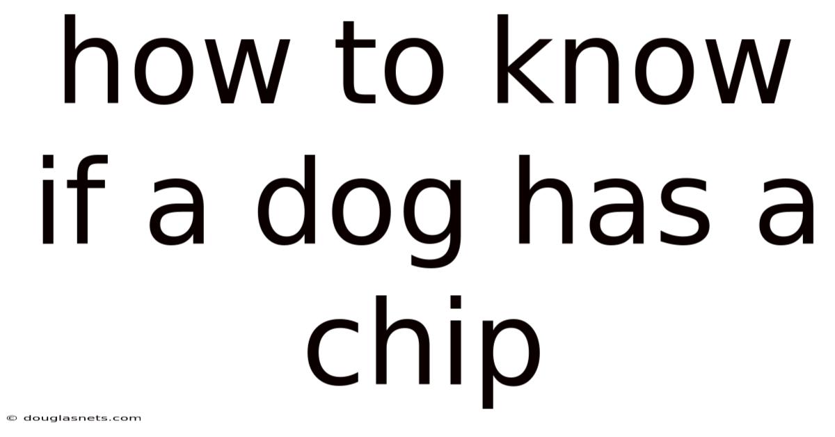 How To Know If A Dog Has A Chip