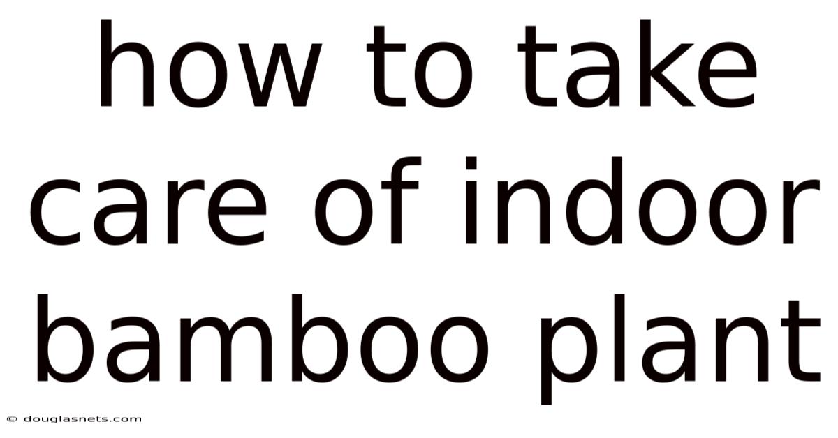 How To Take Care Of Indoor Bamboo Plant