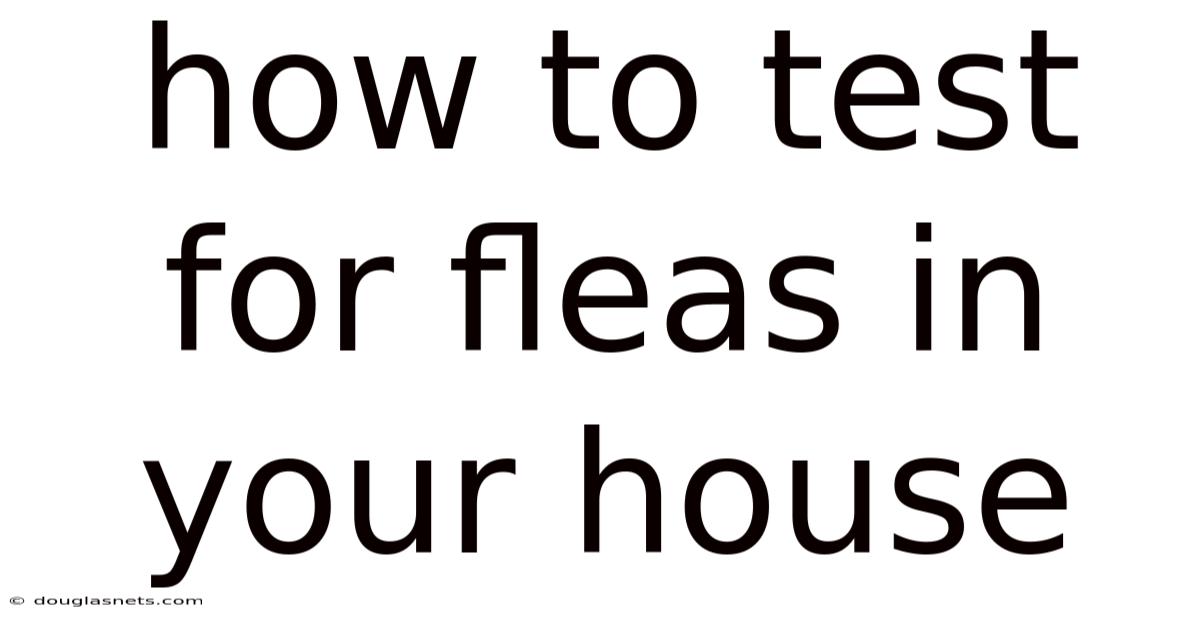 How To Test For Fleas In Your House