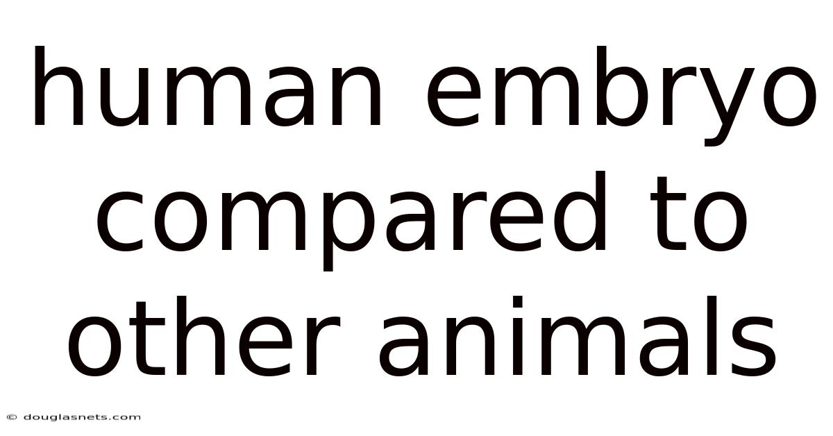 Human Embryo Compared To Other Animals