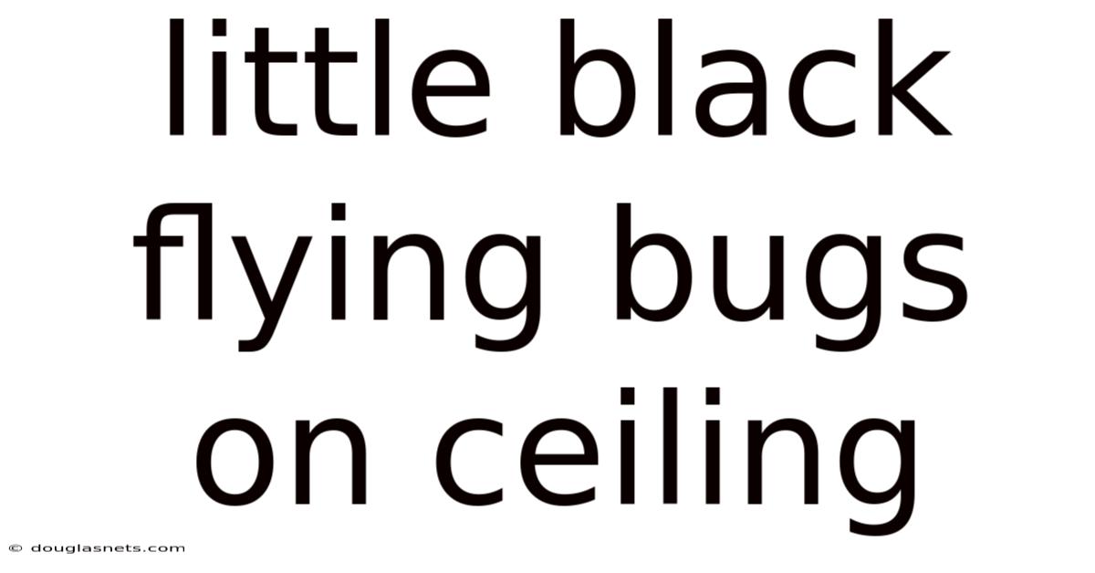 Little Black Flying Bugs On Ceiling