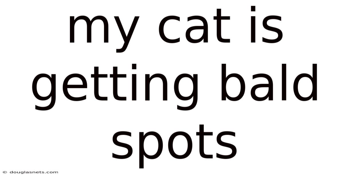 My Cat Is Getting Bald Spots