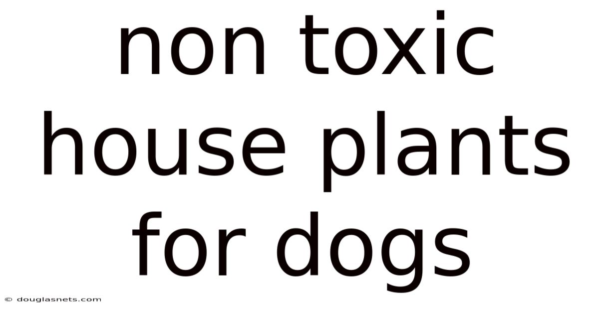 Non Toxic House Plants For Dogs