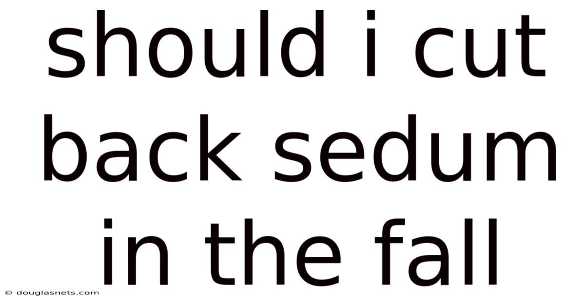 Should I Cut Back Sedum In The Fall