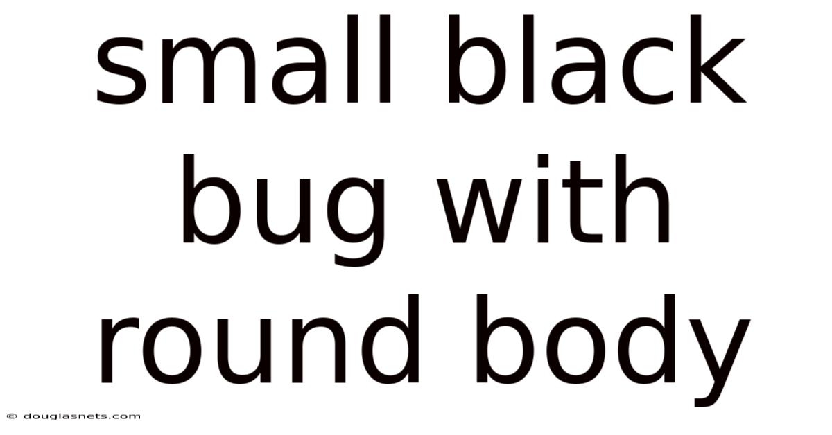 Small Black Bug With Round Body