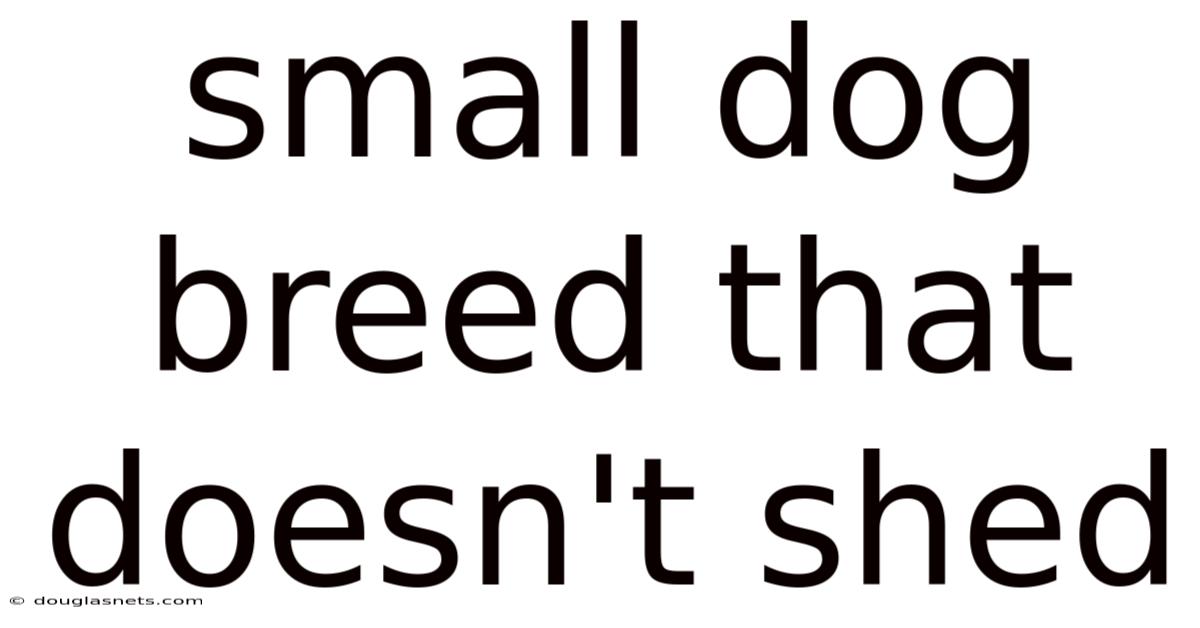 Small Dog Breed That Doesn't Shed