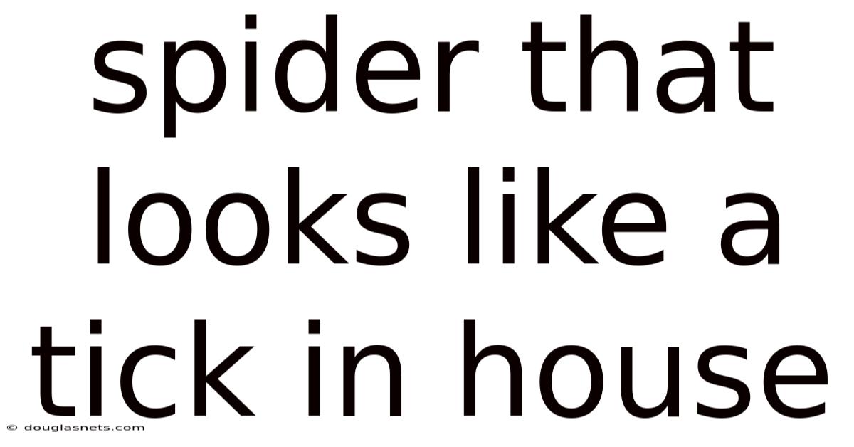 Spider That Looks Like A Tick In House