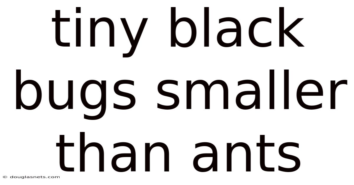 Tiny Black Bugs Smaller Than Ants